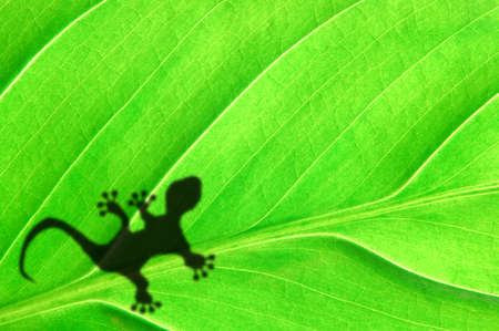 gecko shadow on green leaf texture showing nature concept with copyspaceの写真素材