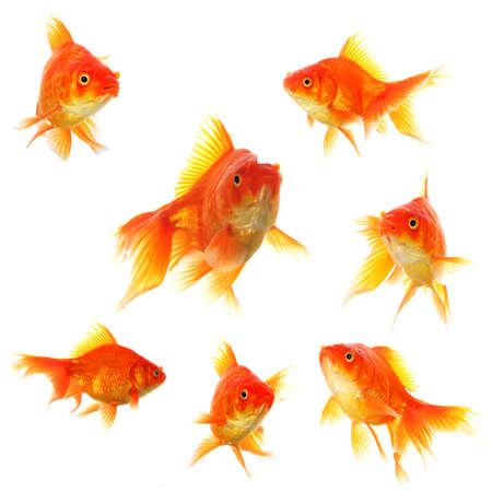 goldfish collection or group or fishes isolated on white backgroundの写真素材
