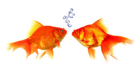 goldfish with bubbles showing discussion talk or conversation conceptの写真素材