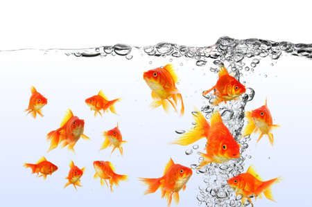 swimming goldfish in fishtank with water or air bubblesの写真素材