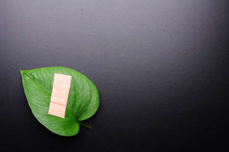 ecology or nature protection concept with leaf and plaster on blackの写真素材