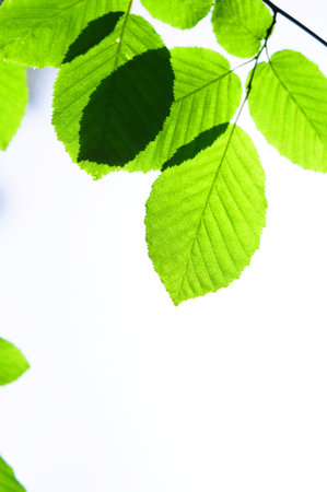 green spring or summer leaves with copyspace