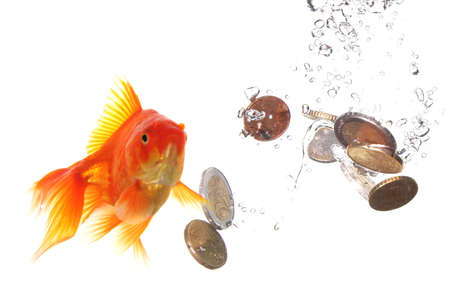 goldfish and euro money showing finance or investment conceptの写真素材