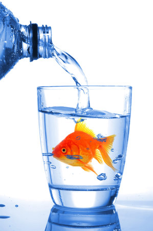 goldfish in water glass fishtank isolated on white background