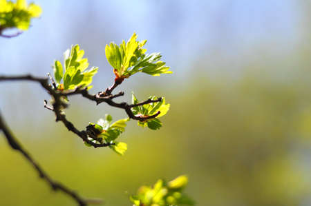 summer or spring nature with leaves and copyspaceの写真素材