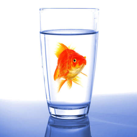 goldfish in drink glass showing jail prison free or freedom conceptの写真素材