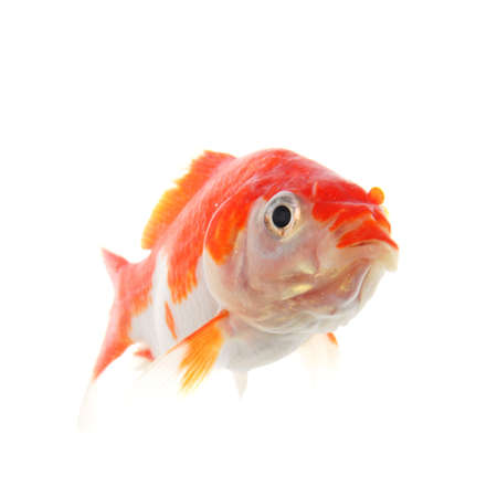goldfish or gold fish isolated on white backgroundの写真素材