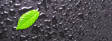 leaf and black background with rain water drops and copyspace