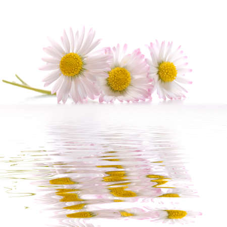 daisy flowers in summer with water reflection and copyspaceの写真素材