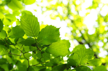 beautyful nature scene with leaves and copyspace in summerの写真素材