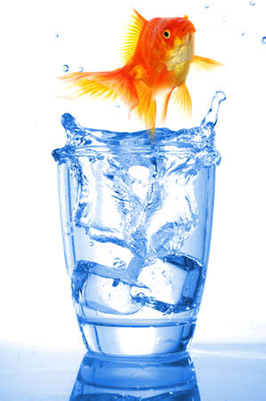 goldfish in water glass fishtank isolated on white backgroundの写真素材