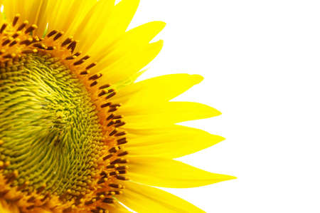 yellow sunflower isolated on white background showing summer conceptの写真素材