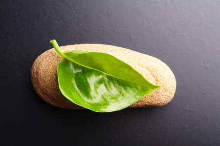 zen or spa still life on black with grean leaf and copyspaceの写真素材