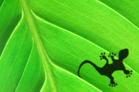 green jungle leaf with gecko shadow showing rainforest or nature conceptの写真素材
