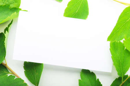 empty sheet of paper and green leaf for noteの写真素材