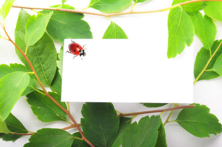 empty sheet of paper and green leaf for noteの写真素材