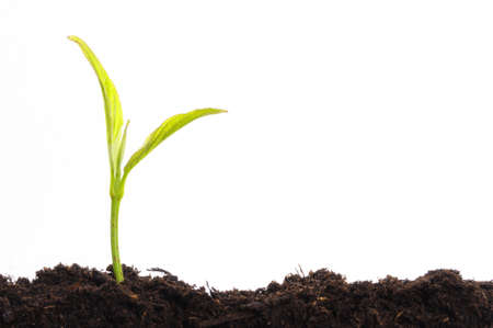business growth concept with ypoung plant and soil on white backgroundの写真素材
