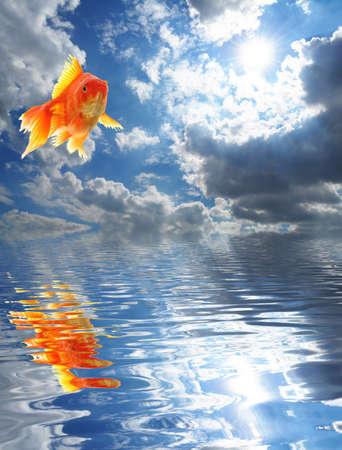 blue sky goldfish with water reflection clouds and copyspaceの写真素材