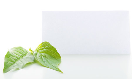 blank paper with copyspace and green leavesの写真素材