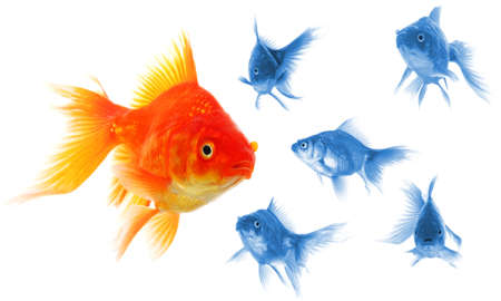 individual success winner outsider boss or motivation concept with goldfish isolated on whiteの写真素材