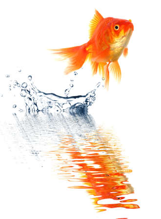 goldfish jumping with water splash isolated on white backgroundの写真素材