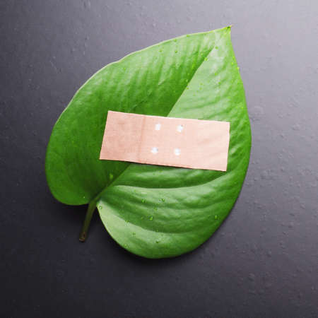 eco ecology or nature protection concept with leaf and band aid on blackの写真素材