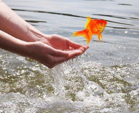 goldfish and hand showing escape flee free or freedom conceptの写真素材