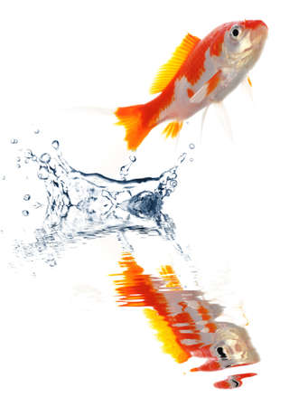 goldfish jumping showing escape success or freedom conceptの写真素材