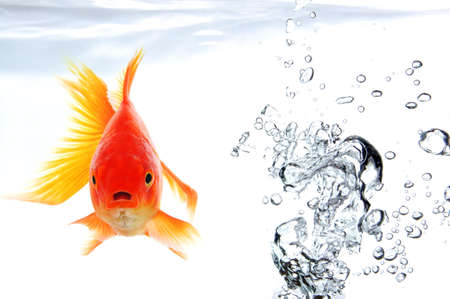 swimming goldfish in fishtank with water or air bubblesの写真素材