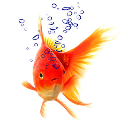 goldfish in water with bubbles showing animal conceptの写真素材