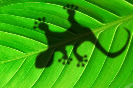 gecko shadow on green leaf texture showing nature concept with copyspaceの写真素材