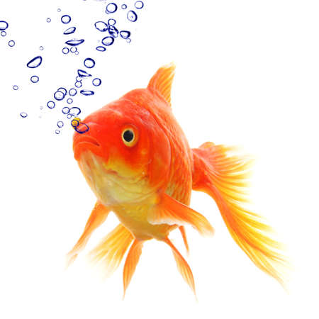 goldfish in water with bubbles showing animal conceptの写真素材