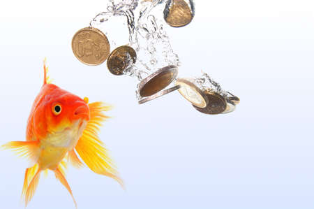 goldfish and euro money showing finance or investment conceptの写真素材