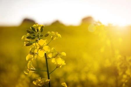  Brassica napusの写真素材