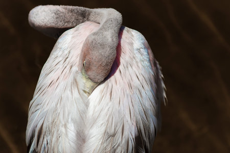 Caribean (American) flamingo in the lagoons of Puerto Villamil of Isabela Island, Galapagos.