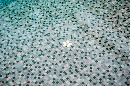 Small White Frangipani flower floating in the swimming pool in Beautiful cement in Backgroundの写真素材