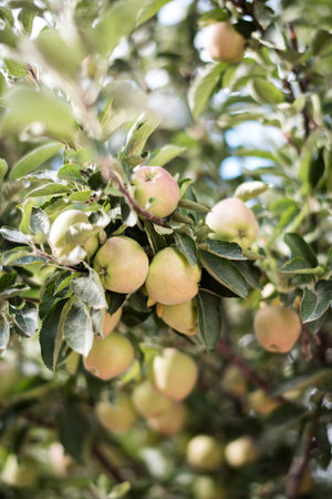 Close up red apple tree, Ripe apples on the tree branch before picking. Select focus