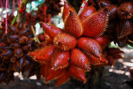 Red tropical fruit Sala on tree,Fresh Salacca, Salak Bali, zalacca is local traditional Thai fruit.の写真素材