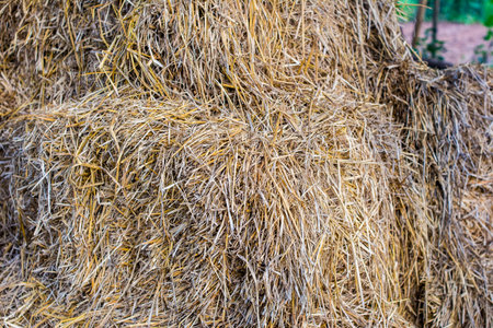 Close up stack dry grass , Thatch or Haystacks. Hay background as a front view of a bale of hay as...