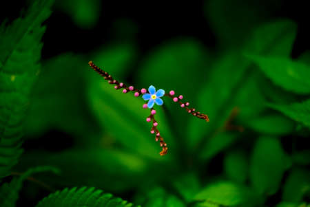 Strange unknown wild flowersの写真素材