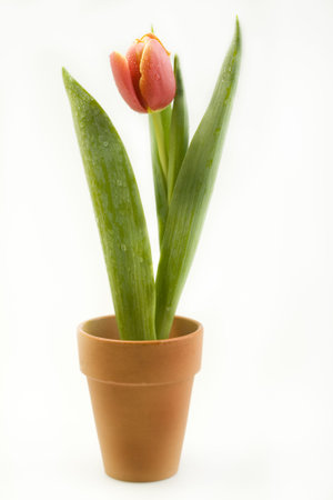 Spring in the garden  の写真素材