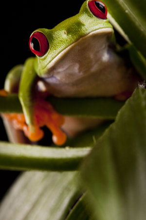 Colorful frog  