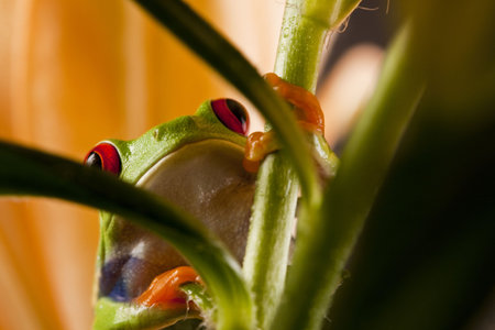 Frog on Lear   
