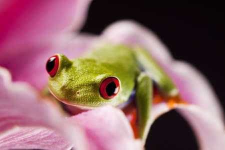 Colorful frog  の写真素材