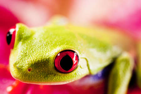 Frog on Lear   の写真素材