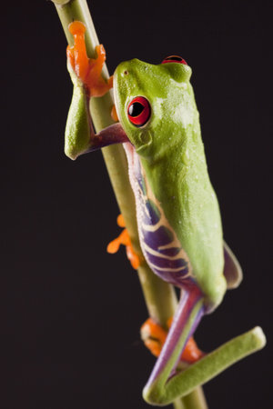 Exotic frog  