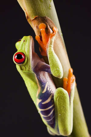 Frog on branch  の写真素材