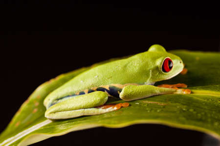 Frog on branch  の写真素材