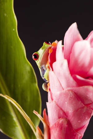 Colorful frog  の写真素材