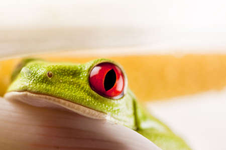 Frog on Lear   の写真素材